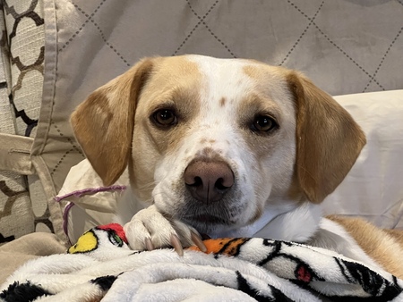 Stella Mae