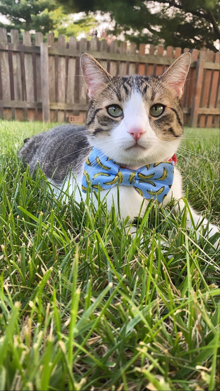 Milo