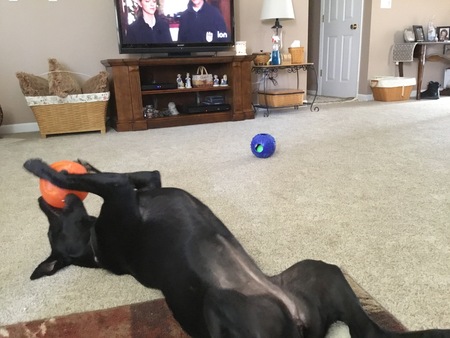 Piper