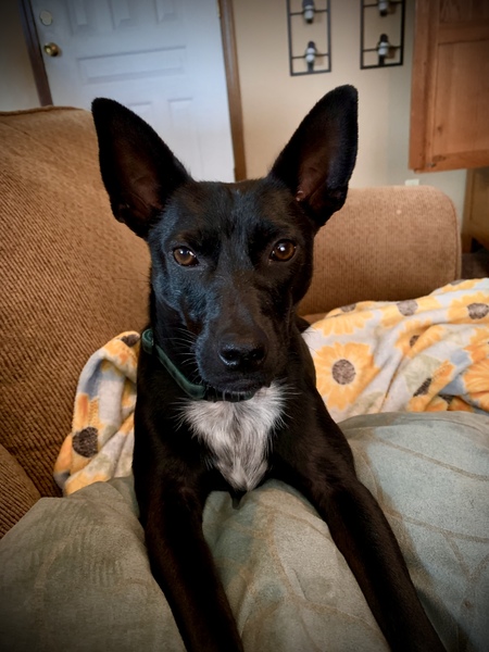 Pepper