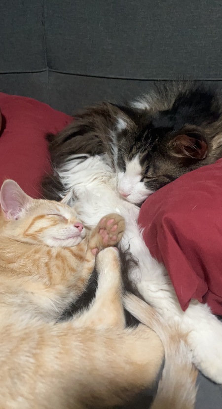 Binx and Gambit