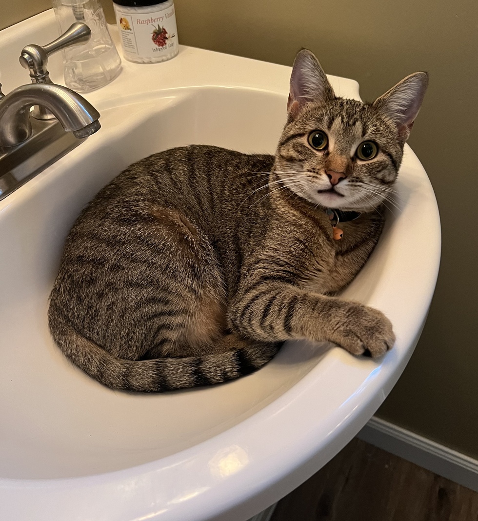 Vote For Gracie Metro East Humane Society Calendar Contest vote-for-gracie-metro-east-humane-society-calendar-contest