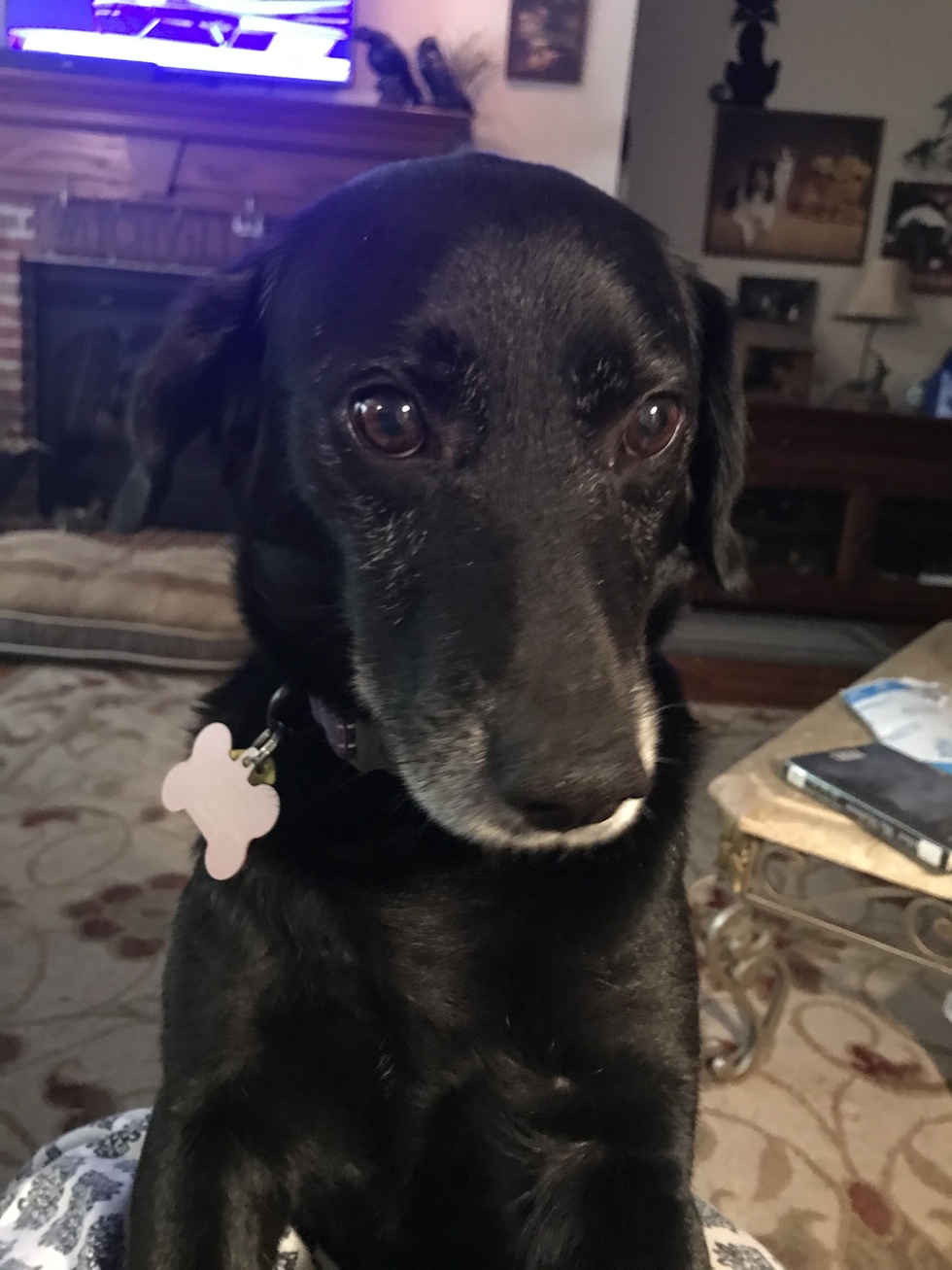 Vote For Jack Metro East Humane Society Calendar Contest vote-for-jack-metro-east-humane-society-calendar-contest