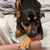 Entry image for Flynn