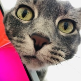 Entry image for Tabitha