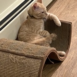 Entry image for Finn