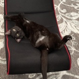 Entry image for Chai