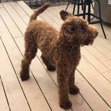 Entry image for Snicker