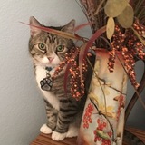 Entry image for Mittens