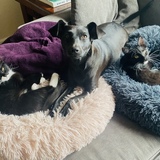 Entry image for Piper, Gigi (dog), and Roger