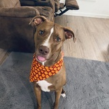 Entry image for Moose