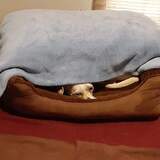 Entry image for Bach