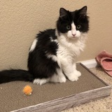 Entry image for Rudy