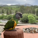 Entry image for Big daddy