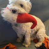 Entry image for Finn