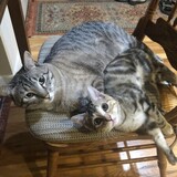 Entry image for Appa and Sequoia 