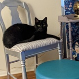 Entry image for Tofu