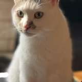 Entry image for Noodle