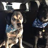 Entry image for Roxie and Moe