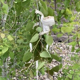 Entry image for Zeus 