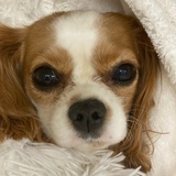 Entry image for Daphne