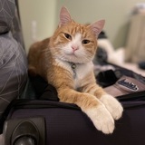 Entry image for Oscar The Cat