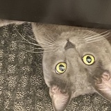 Entry image for Mikko