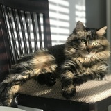 Entry image for Persephone