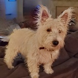 Entry image for Seamus