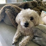 Entry image for Lena