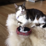 Entry image for Layla