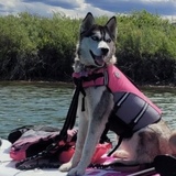 Entry image for Gypsy