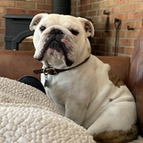 Entry image for Mortimer Britches