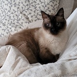 Entry image for Monty