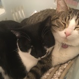 Entry image for Beatrice and Noodle