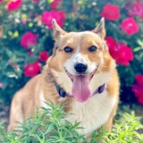 Entry image for Willow