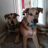 Entry image for Gunner and Willow