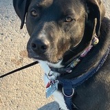 Entry image for Senka