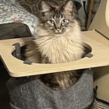 Entry image for Ry (pronounced Ree)