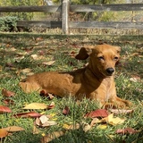 Entry image for Mickey