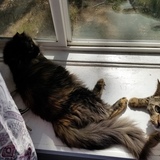 Entry image for Annie Bonney and Steve Rogers