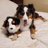 Entry image for Iris