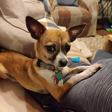 Entry image for Buttercup