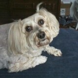 Entry image for Benjamin Franklin (Benji)