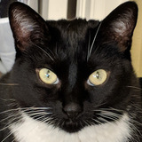 Entry image for Shinigami