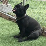 Entry image for Sissy