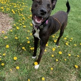 Entry image for Boots