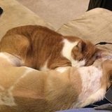 Entry image for Scherzo and Ferrous