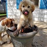 Entry image for Tallahassee  with Bisbee