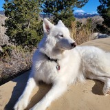 Entry image for Echo